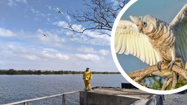 Corellas versus Tailem Bend: Do they need culling, scaring or rescuing?