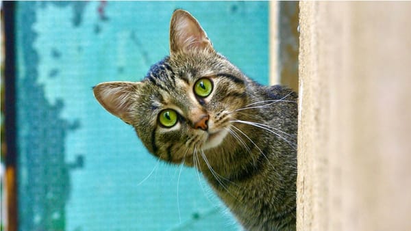 Feline helpful: Murray Bridge council makes cat desexing, microchipping more affordable