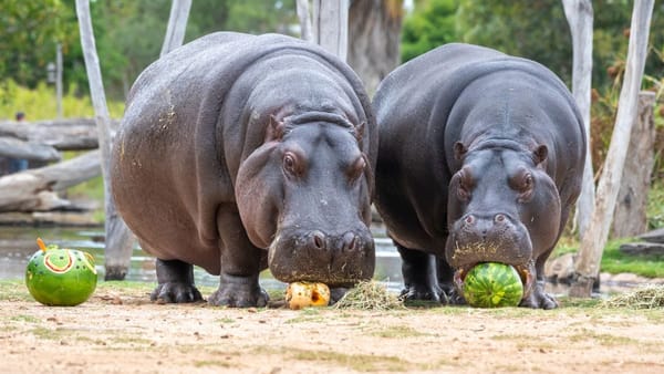 Hip hip, hooray: Hippopotamuses arrive at Monarto Safari Park