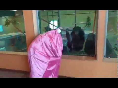 With visitors banned, aliens must entertain Monarto Safari Park's chimpanzees